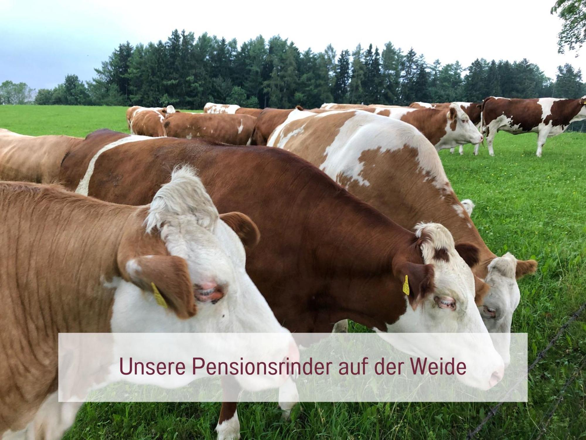 Designerwohnungen 